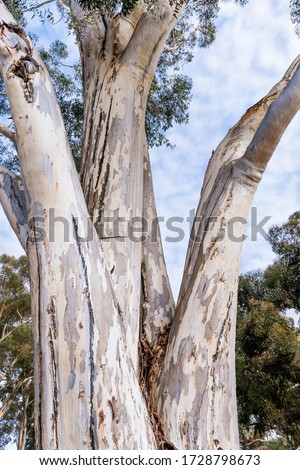 Close up of the large trunk of an eucalyptus tree growing in a park in South San Francisco Bay Area, California; eucalyptus trees are native to Australia and are considered invasive in California