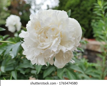 Close up of large white flower Peony or Paeonia Lactiflora. Duchesse de Nemours.  - Shutterstock ID 1765474580