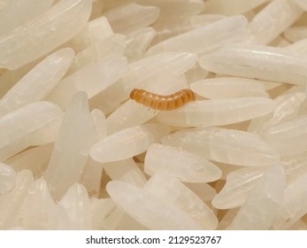 close up larva of Red flour beetle ( Tribolium castaneum (Herbst) ) on a pile of old rice  