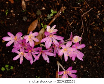 Close up of the late summer and autumn flowering bulbous garden perennial plant Colchicum cilicicum or Tenore autumn crocus with rose-lilac flowers. - Shutterstock ID 2207222163