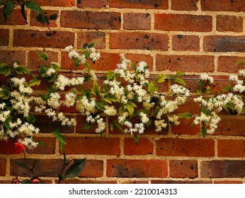 Close Up Of The Late Summer And Autumn Flowering Climber Clematis Virginiana With Abundant Pure White Flowers Growing Against A Wall.