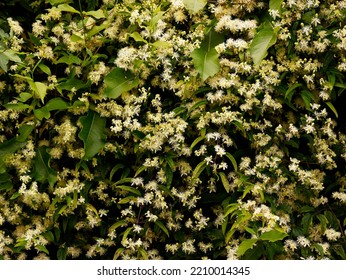 Close Up Of The Late Summer And Autumn Flowering Climber Clematis Virginiana With Abundant Pure White Flowers Growing Against A Wall.