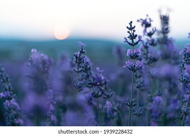 53,232 Lavender Sunset Images, Stock Photos & Vectors | Shutterstock