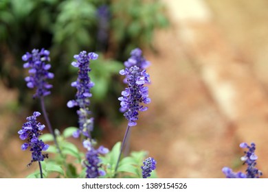 Close up Lavender flower over blur background. Selective focus