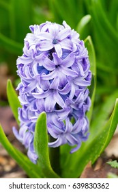 Close Up Of A Lavender Globe Lily.