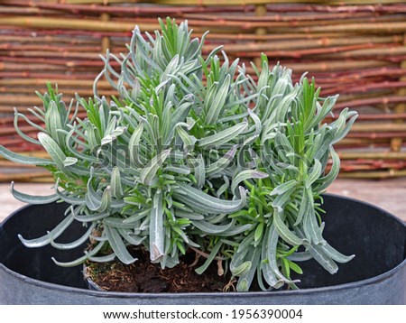 Close up of lavender, lavendula