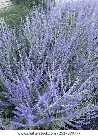 Similar – #A# Lavender sun