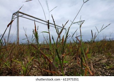 Close Up Of Lawn Grass At Back Of The Soccer Goal Posts