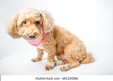 are toy poodle puppies lazy