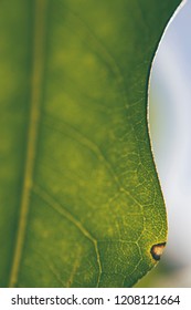 close up of a leaf