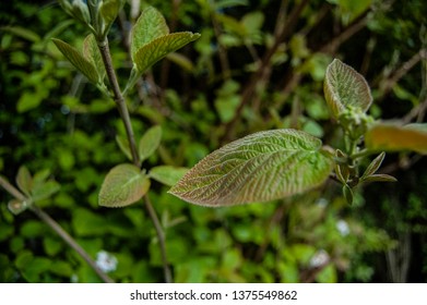 Close up of leaf