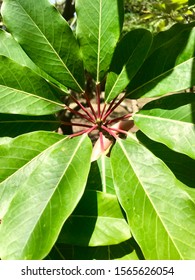 Close up of a leaf