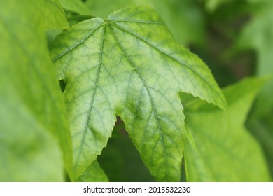 close up of a leaf
