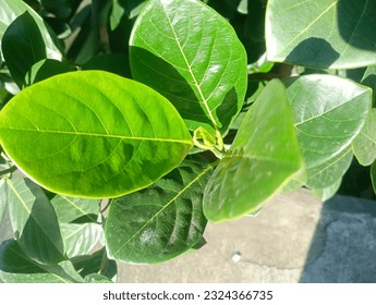 A close up of a leaf