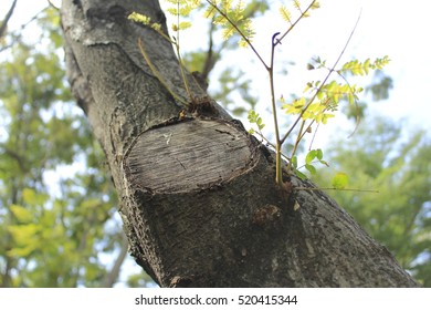 Close up leaf
