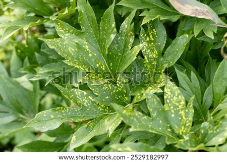 Close up of a leaf affected by peony tobacco rattle virus or ringspots (Tobravirus TRV). The yellow mottling varies in severity from year to year.