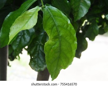 close up leaf background blur,abstract 