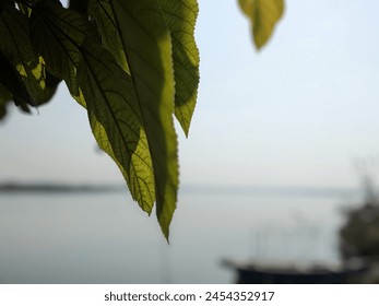 close up of leaf with blur background 