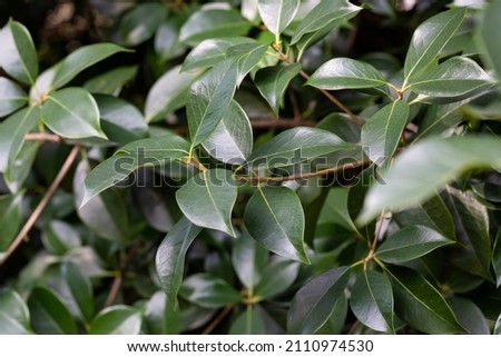 Close up Leaf of Cinnamomum camphora tree, nature green backgraund