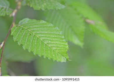 close up - leaf in the forest