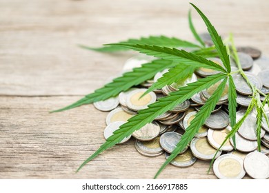 Close up leaf green fresh of marijuana tree on coin pile on wooden plank background, Growth and investment concept