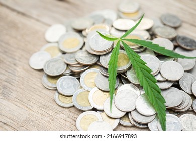 Close up leaf green fresh of marijuana tree on coin pile on wooden plank background, Growth and investment concept