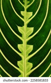 Close up of leaf of green veined tropical 'Maranta Leuconeura Lemon Lime' houseplant 