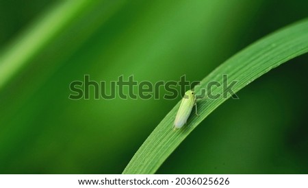 Close up Leaf Hopper holding leaves, green leaves