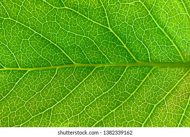 Close Up Leaf.  Macro Photography.