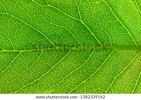 Close up leaf.  Macro photography.