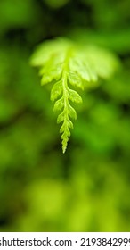 close up leaf macro shot 