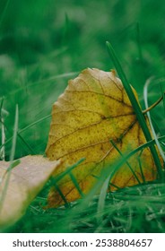 Close up of a leaf on the ground 