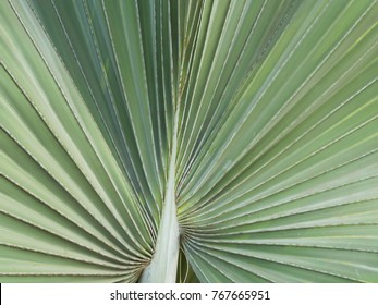 Close up of leaf of palmetto texture pattern  