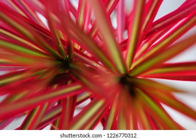 close up leaf pattern