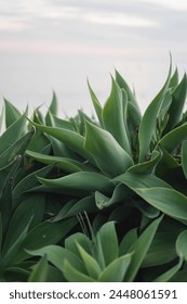 Close up of leaf patterns of the foxtail agave plant outdoors