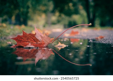 Close up of a leaf in a puddle 