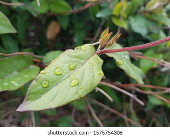 close up of a leaf with a rain drop. 