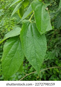 a close up leaf texture
