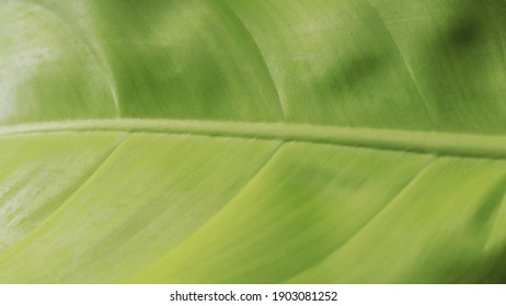 Close Up Leaf Texture Showing Leaf Vein Details. Green Environmental Friendly And Ecological Conservation Concept. Broad Leaf Plant With Natural Sun Light.