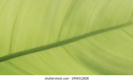 Close Up Leaf Texture Showing Leaf Vein Details. Green Environmental Friendly And Ecological Conservation Concept. Broad Leaf Plant With Natural Sun Light.