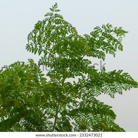 A close up of a leaf, a tree with green leaves light orange with white sky, A bird flying in the light blue sky, a moment of capturing from widow by a camera, a bird on were with blue sky, 