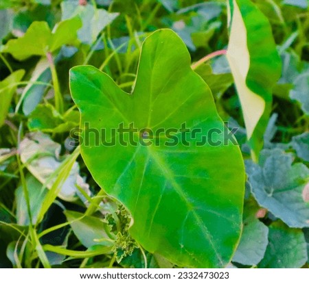 A close up of a leaf, a tree with green leaves light orange with white sky, A bird flying in the light blue sky, a moment of capturing from widow by a camera, a bird on were with blue sky, 