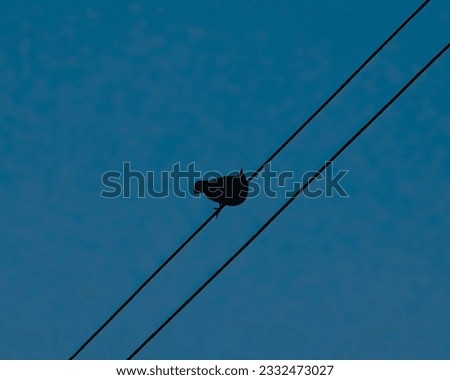 A close up of a leaf, a tree with green leaves light orange with white sky, A bird flying in the light blue sky, a moment of capturing from widow by a camera, a bird on were with blue sky, 