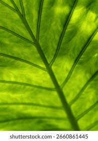 Close up of leaf with veins