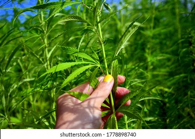 Close Up Of Leaf Of Weed On Canabis Field