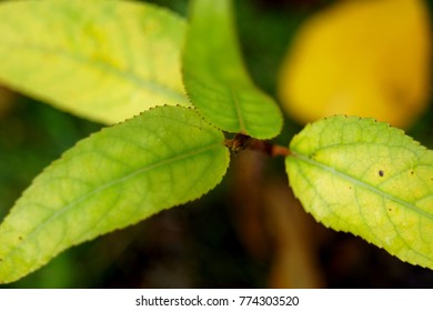 Close up of Leafs