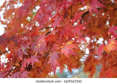 Close Up Of Leafs On A Korean Maple Tree (Acer Pseudosieboldianum) In Seoul. Shows A Bright Orange Red Color In Late Fall Season. Suitable For Use As Background, For Nature Purposes Or Art And Design.