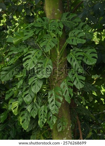 close up leaft and a tree