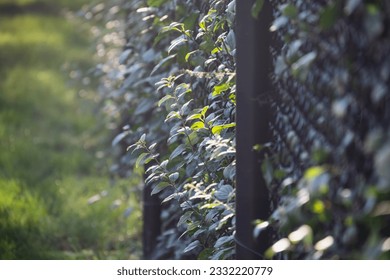 Close up of leafy branches growing through a black chain link fence in soft sunlight