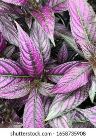 Close up of Leafy Plants